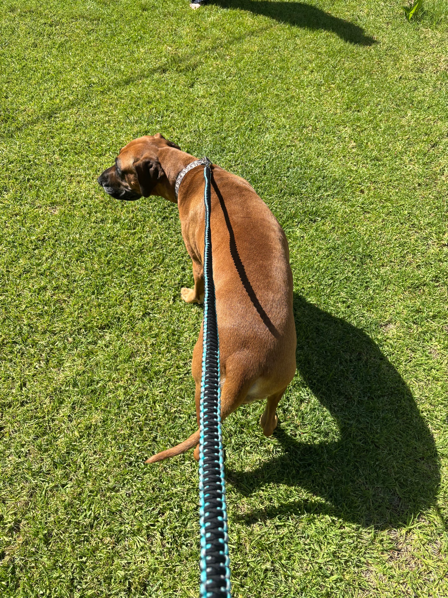 Double layer dog leash